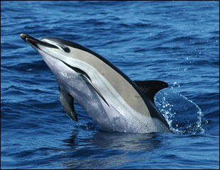 http://madeira.seawatching.net/seanimals/Common_LD.jpg